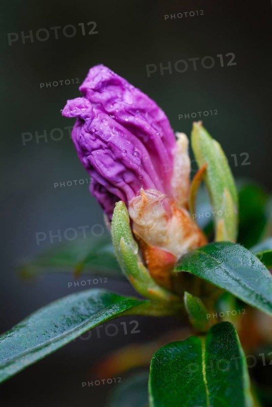 Rhododendron