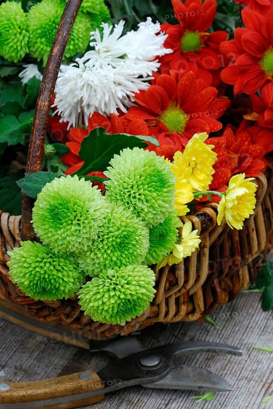 Flowers