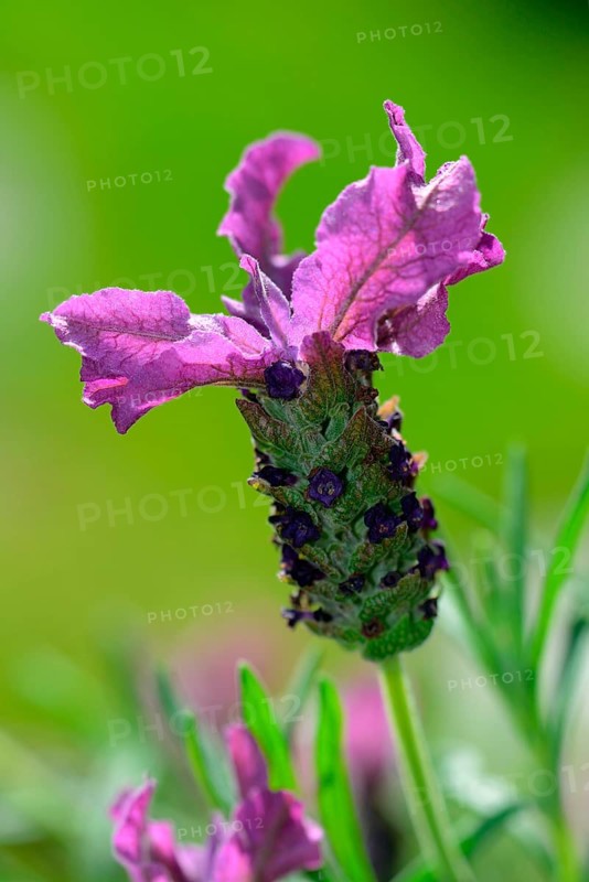 Stoechas Lavender or Topped Lavender
