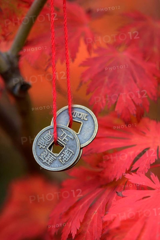 Chinese lucky coins on maple tree