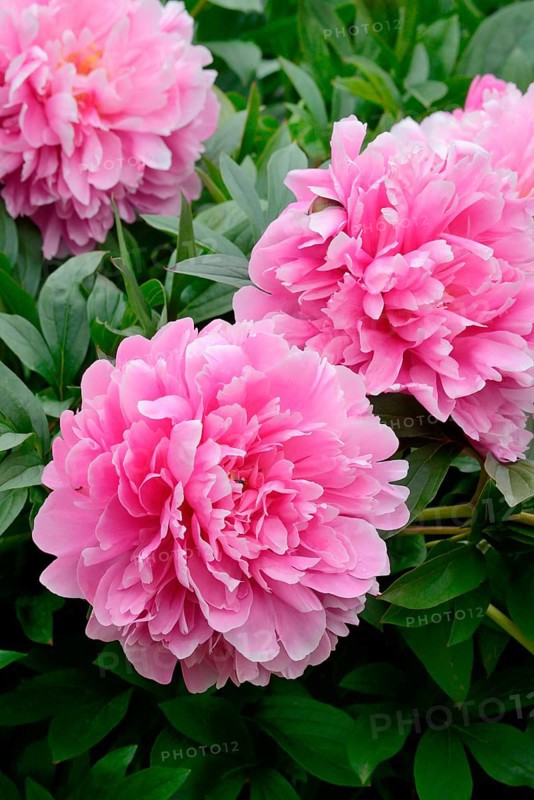 Peony