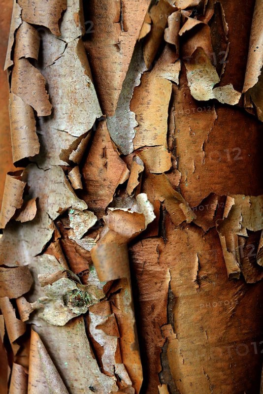 Cinnamon maple