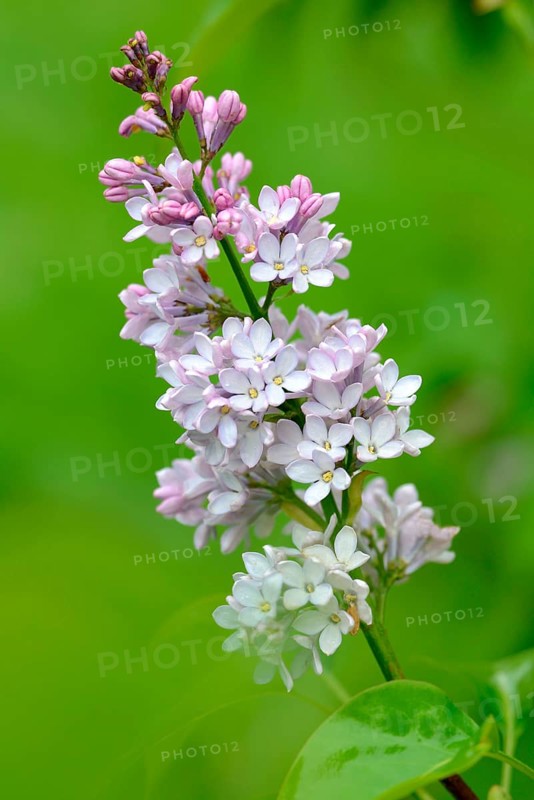 Lilac Tree