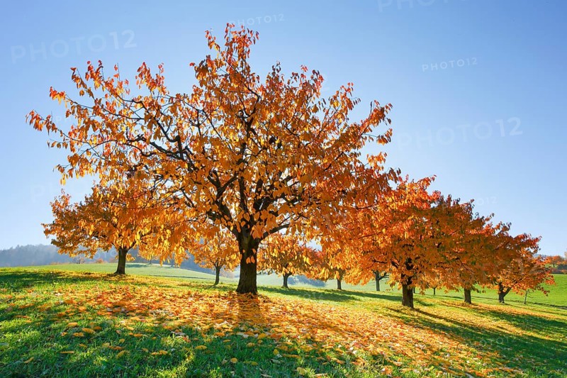 Cherry trees in autumn