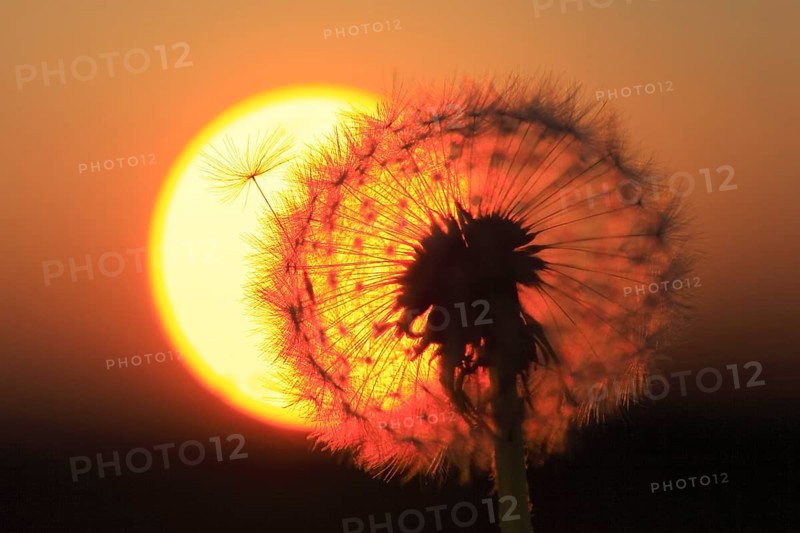Dandelion