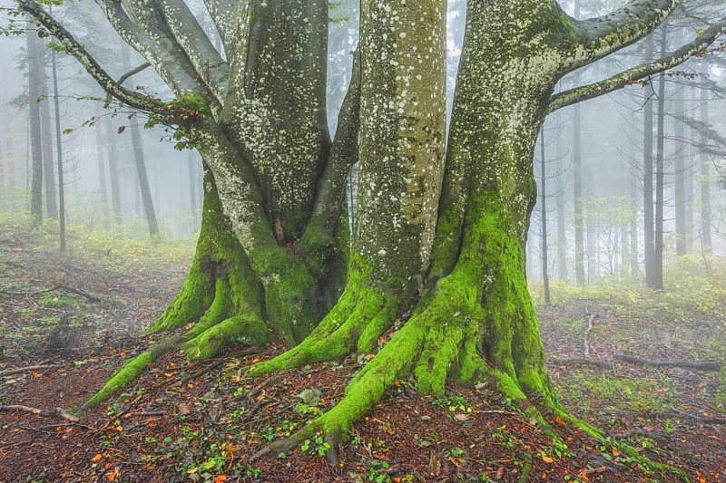 Beech forest in autumn