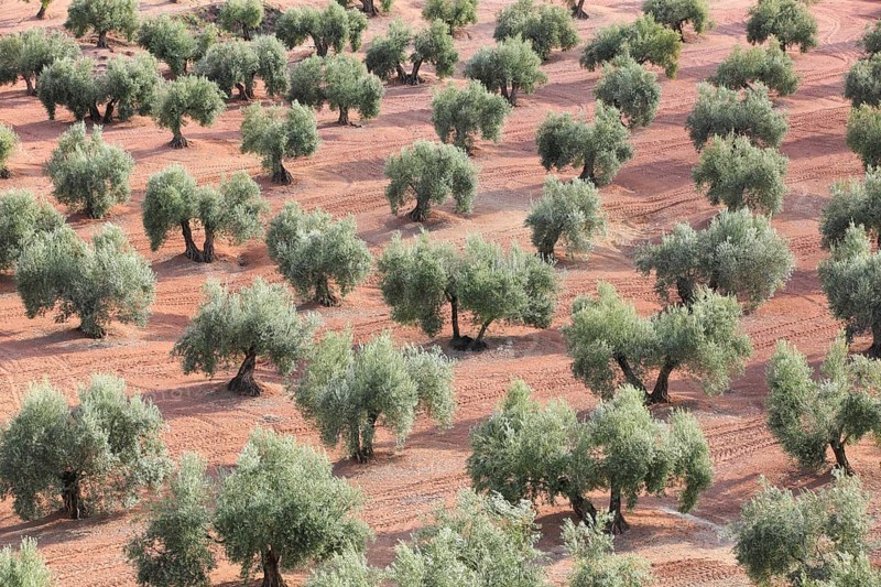 Olive groves