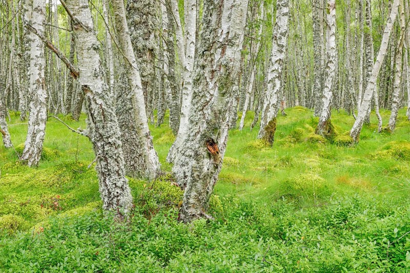Birch Forest