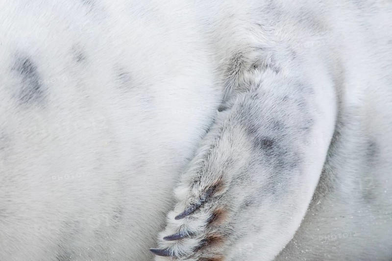 Grey seal