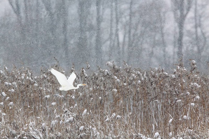 Great egret