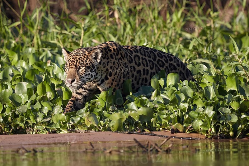 Jaguar