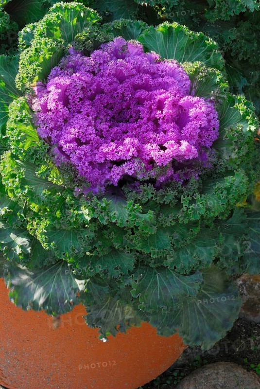 Kale