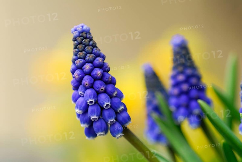 Grape hyacinth