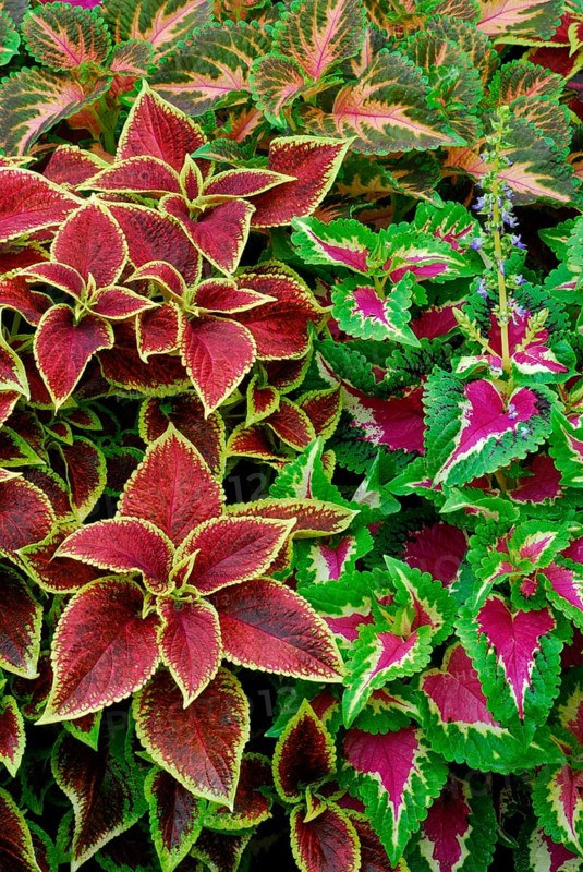 Coleus nettle