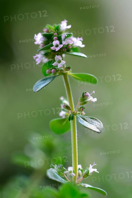 Lemon thyme