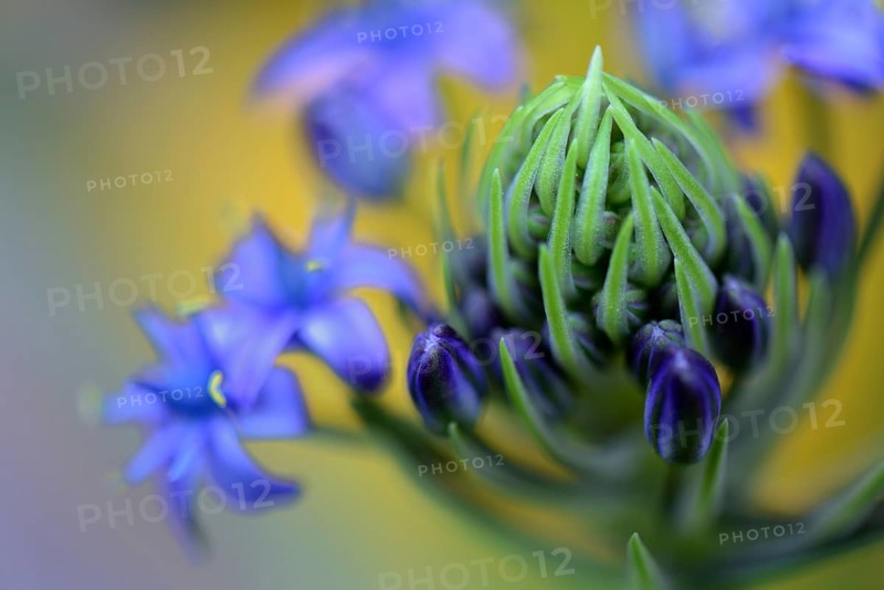 Peruvian squill