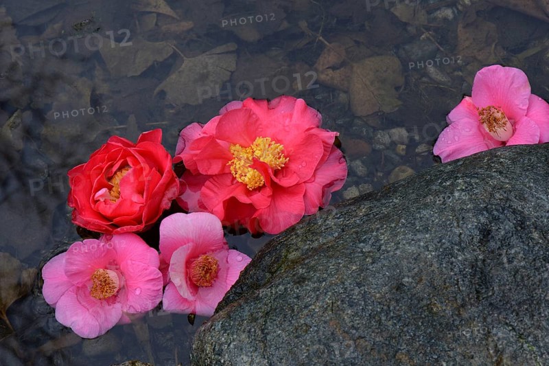 Camellia flowers in puddle
