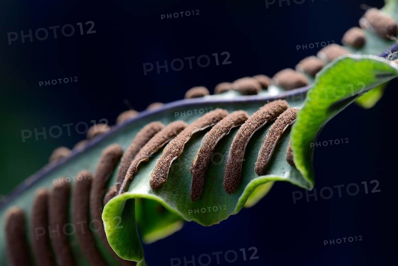 Fern