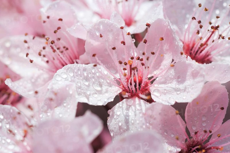 Ornamental cherry blossom in spring
