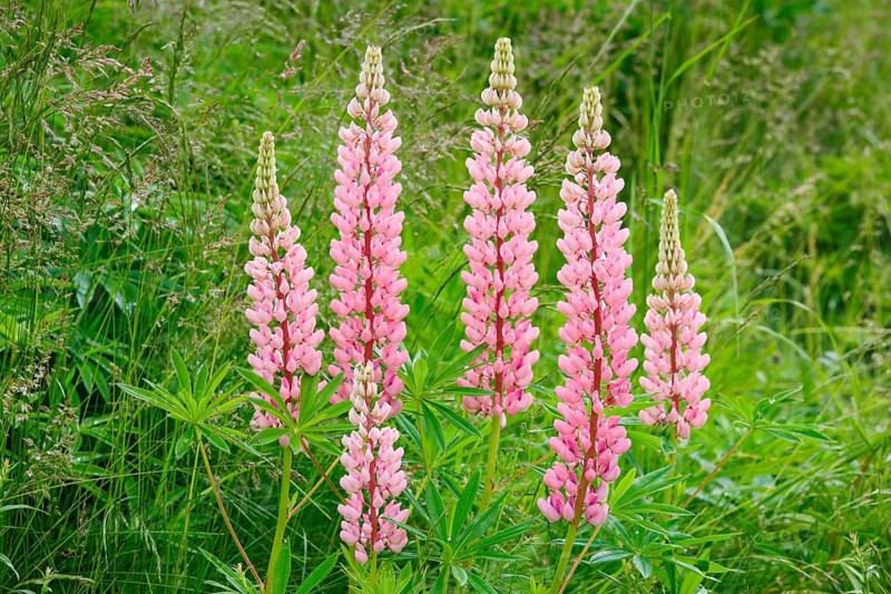 Multileaved lupin