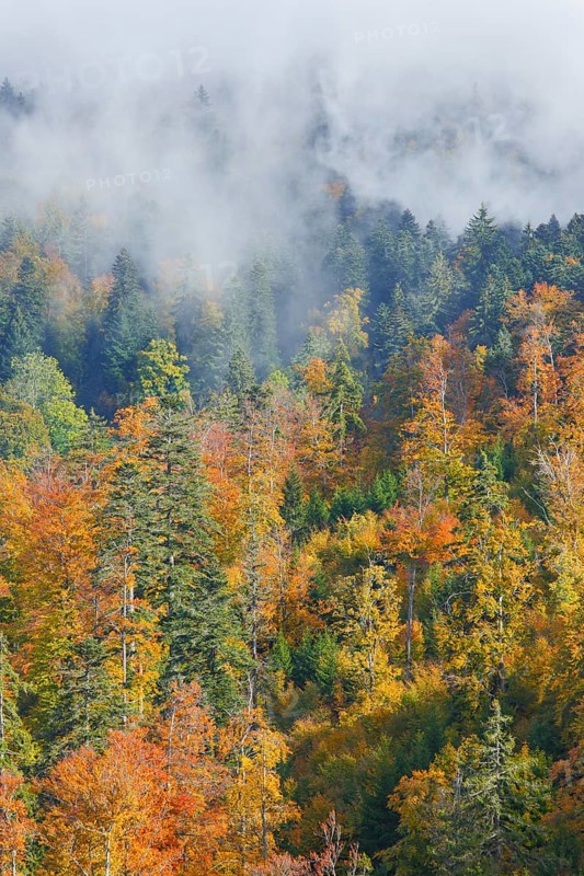 Mixed forest in autumn