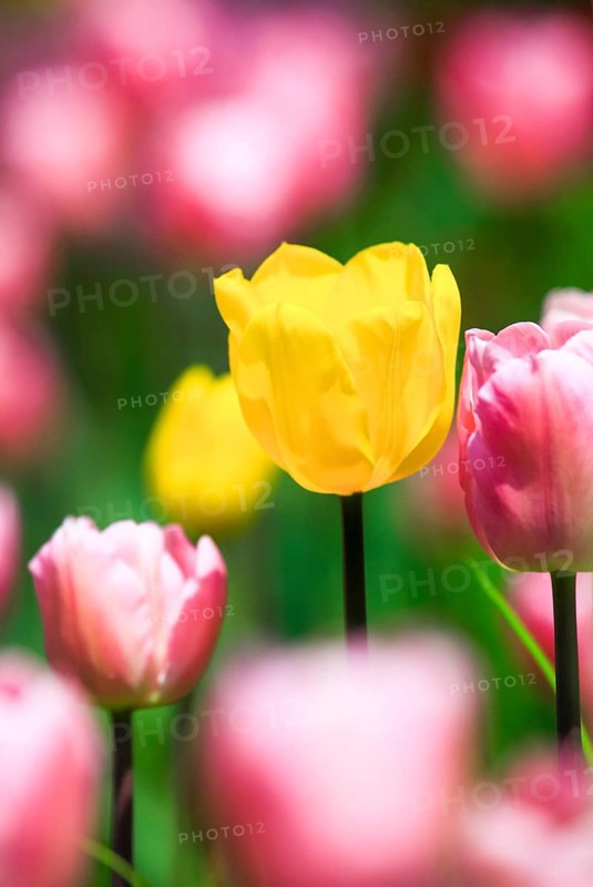 Tulip