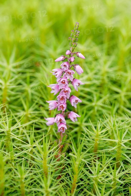 Heather flower and maidenhair moss