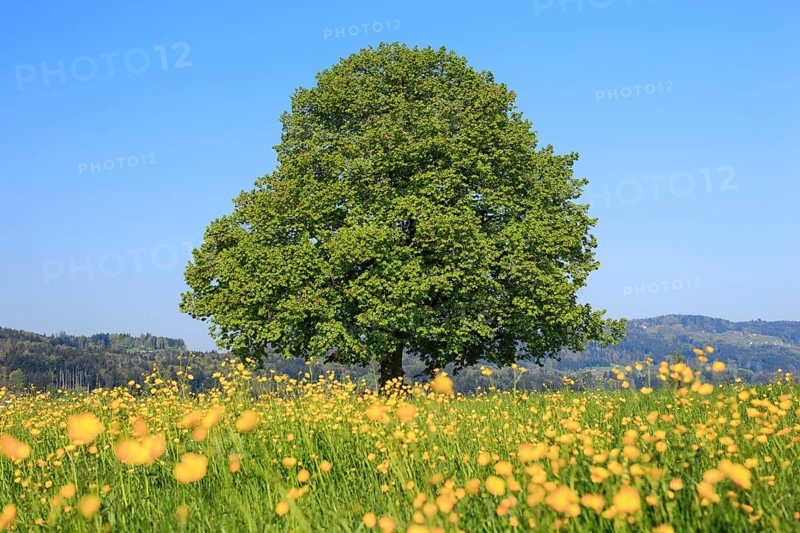 Lime tree