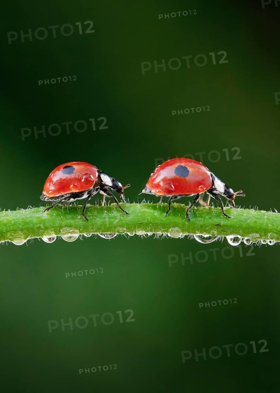 Two-spot ladybird on blade of grass