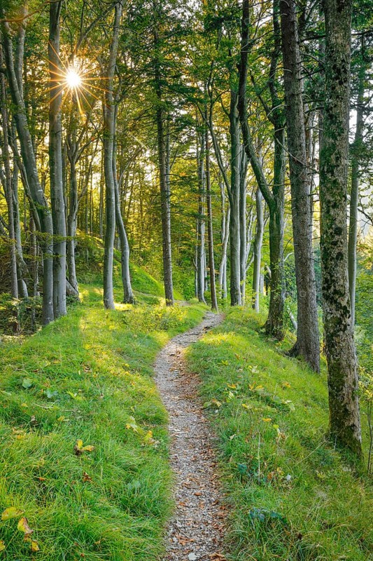 Waldweg