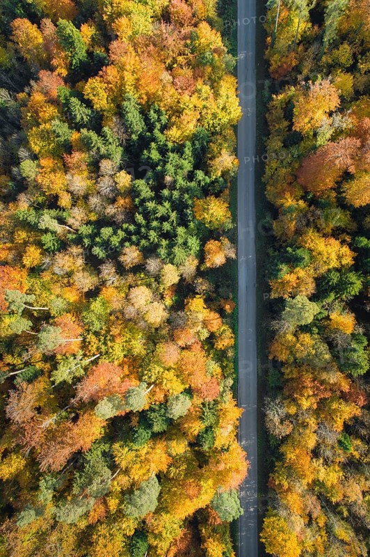 Forest lined road in autumn