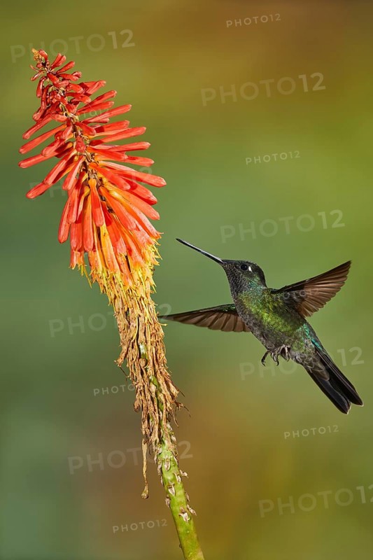 Violet-crowned Hummingbird