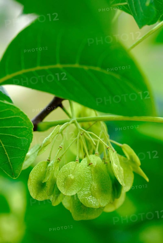 Hop Tree