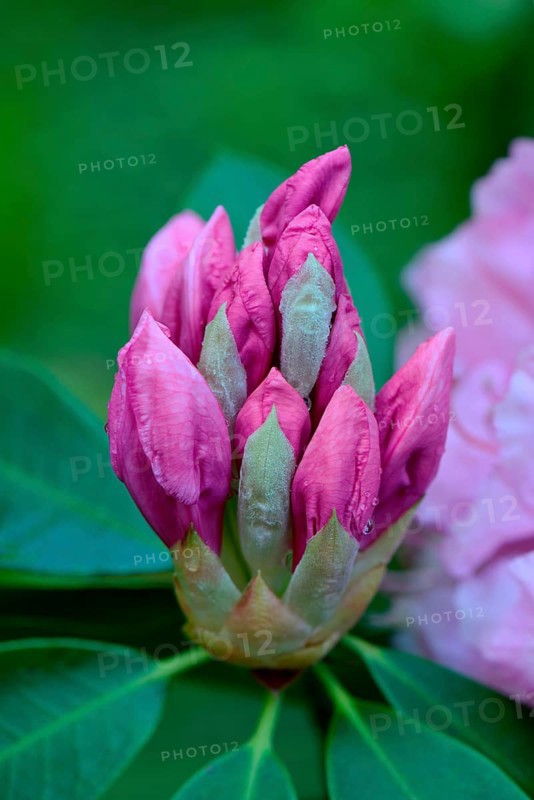 Pink Pearl' rising rhododendron flower