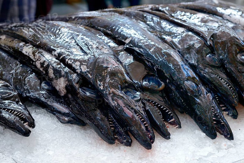 Black scabbardfish