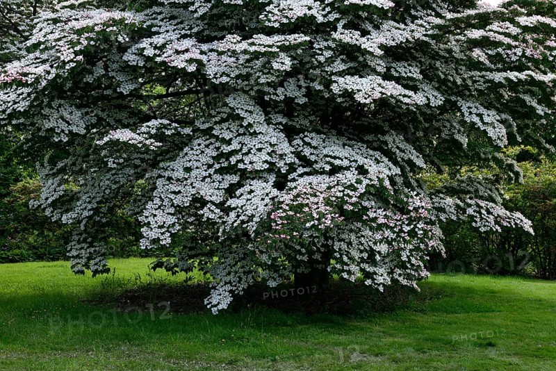 Chinese dogwood tree