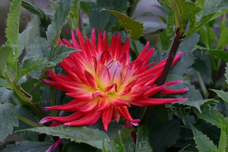Dahlia
