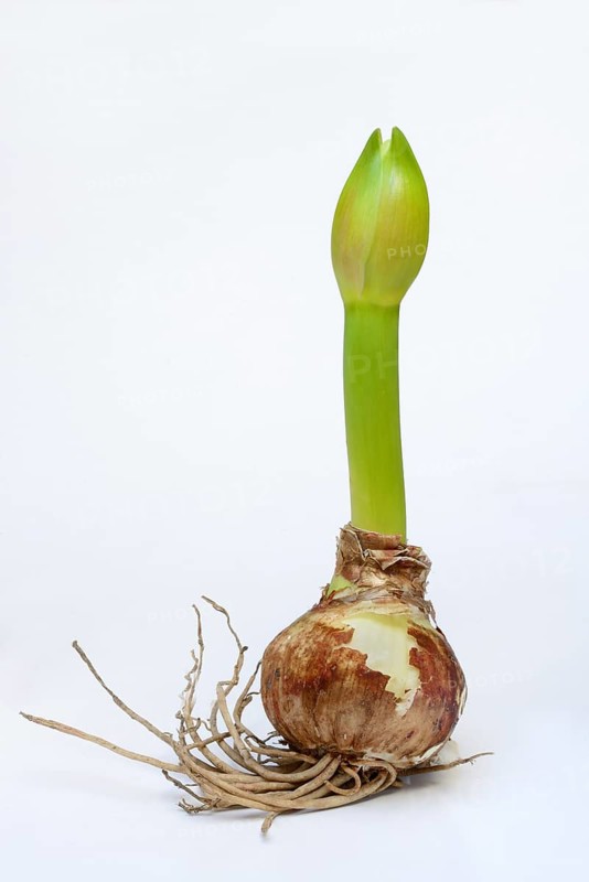 Amaryllis hippeastrum