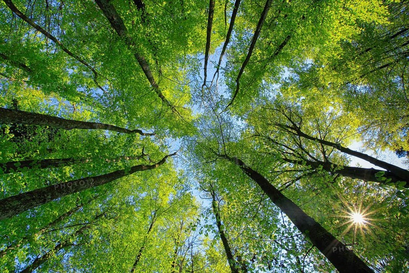 Beech