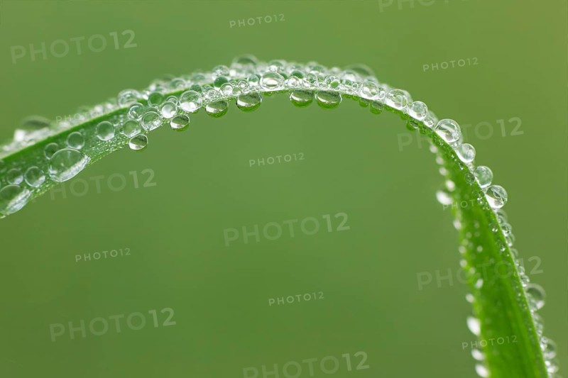 Blade of grass with dew drops