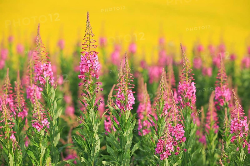 Narrow-leaved willowherb and rape field