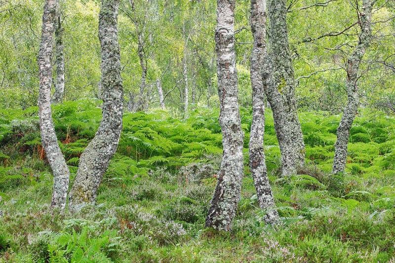 Birch forest