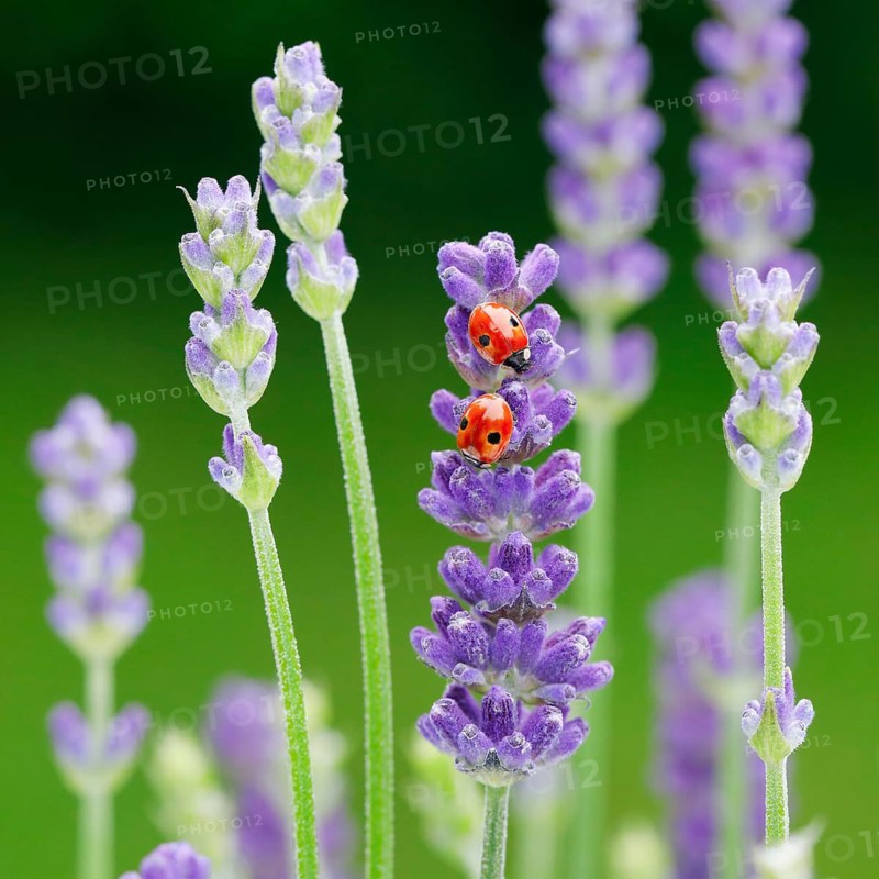 Two-spotted ladybird on lavender flower