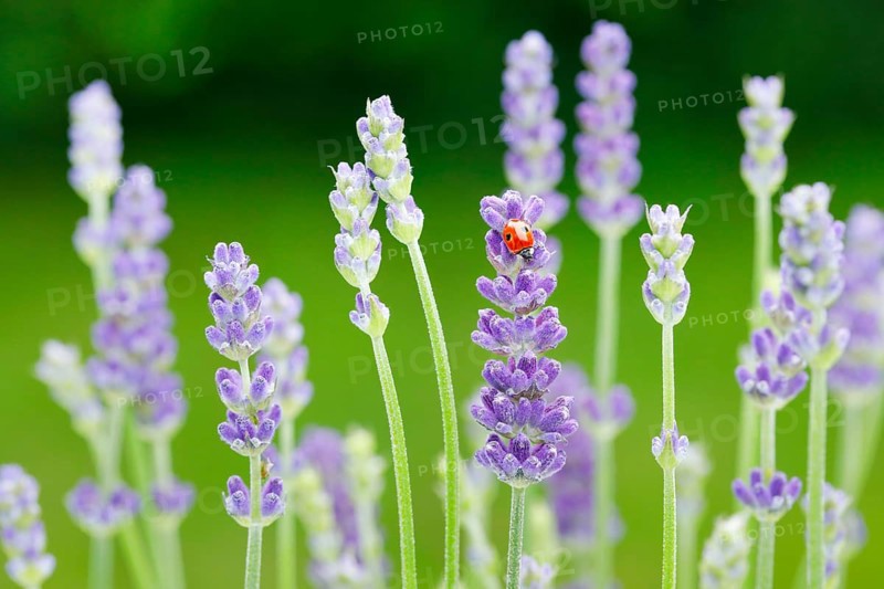 Two-spotted ladybird on lavender flower