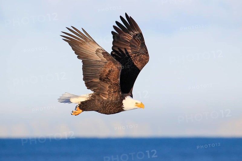 Bald eagle