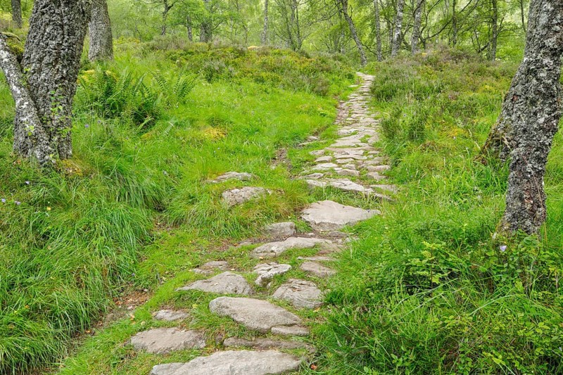 Footpath in birch forest