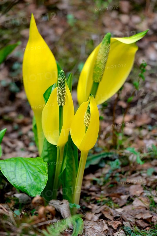 Western skunk cabbage