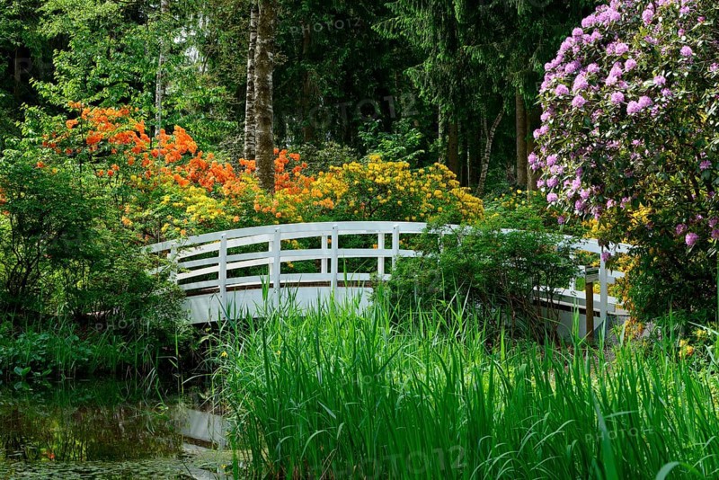 Flowering Rhododendron