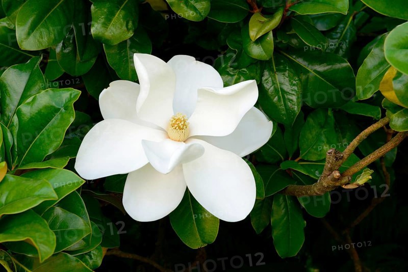 Southern Magnolia