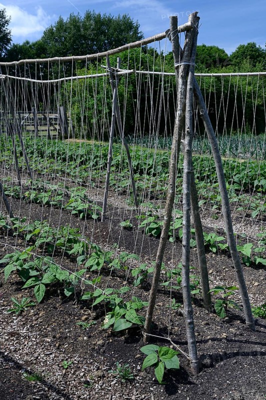 Runner beans on climbing aid